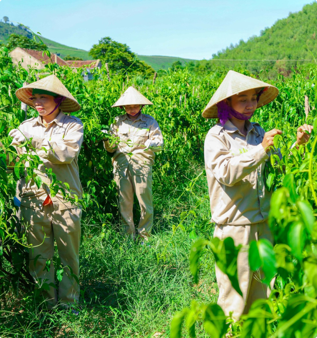 Trà Túi Lọc Dược Liệu - HTX Cây Con Xã Chi Khê | Trà Thảo Dược Tự Nhiên